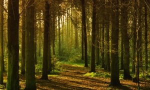 Webinar: A Sustentabilidade nos Negócios